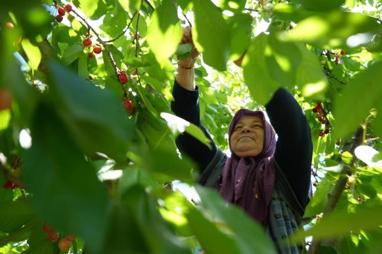 İzmirde ona Kara Bodur diyorlarTarlada 39, markette 199 liraya satılıyor: Vücudun demir emilimini hızlandıran en güçlü besin