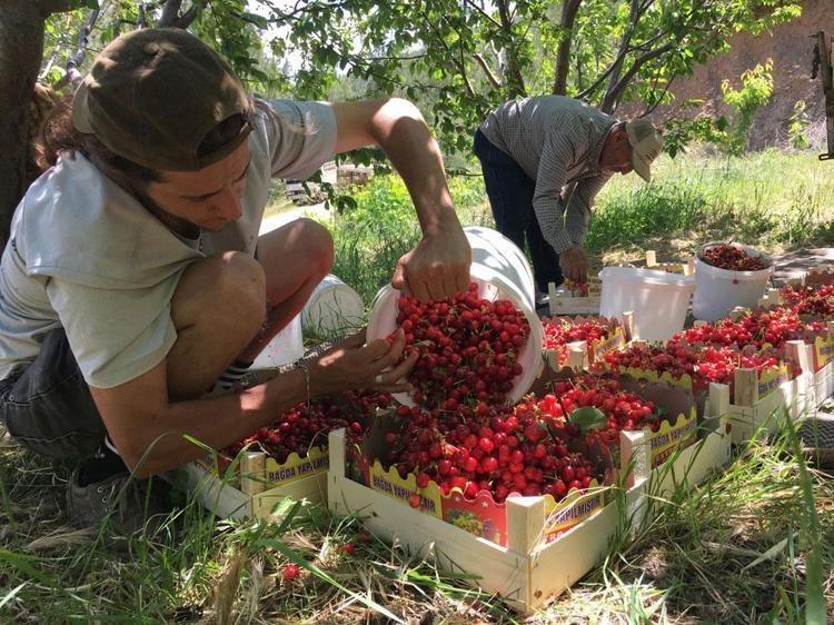 Türkiye’de en erken çıkan ikinci kiraz