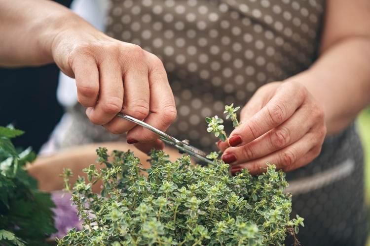 1 damlası bile akciğerleri tertemiz yapıyor Limonu ve sarımsağı sollayan tek besin, kalp krizi riskini sıfırlıyor