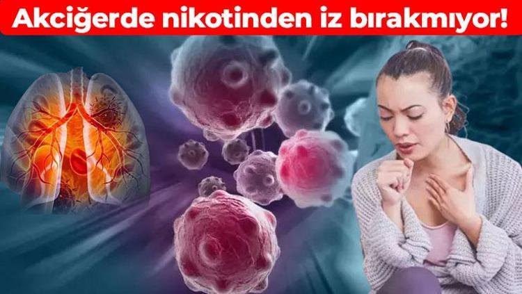 Akciğerde nikotinden iz bırakmıyor En çok Türkiye’de yetişiyor, tüm dünya onun peşinde: Bilim insanları geçmiş çağlardan beri kullanıyor