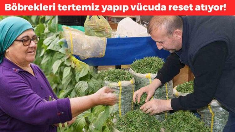 Türkiyede değerini bilen yok Kolesterolü düşürüp damarları açıyor, böbrekleri tertemiz yapıyor Vücuda reset atan mucize bitki