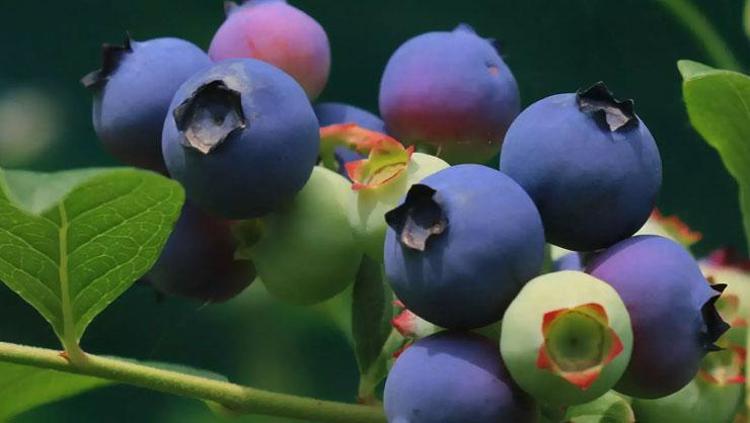 Bursa’dan Hong Kong’a ihraç edildi Avuç avuç yiyen her derdine çare buluyor: C ve K vitamini deposu, beyni fişek gibi çalıştırıyor, tokluk hissini artırıyor