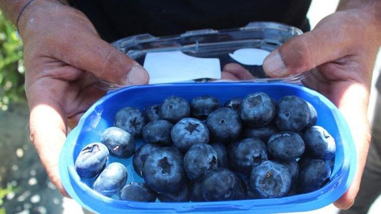 Bursa’dan Hong Kong’a ihraç edildi Avuç avuç yiyen her derdine çare buluyor: C ve K vitamini deposu, beyni fişek gibi çalıştırıyor, tokluk hissini artırıyor