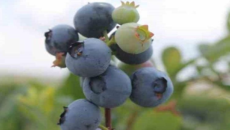 YABAN MERSİNLİ CHEESCAKE TARİFİ