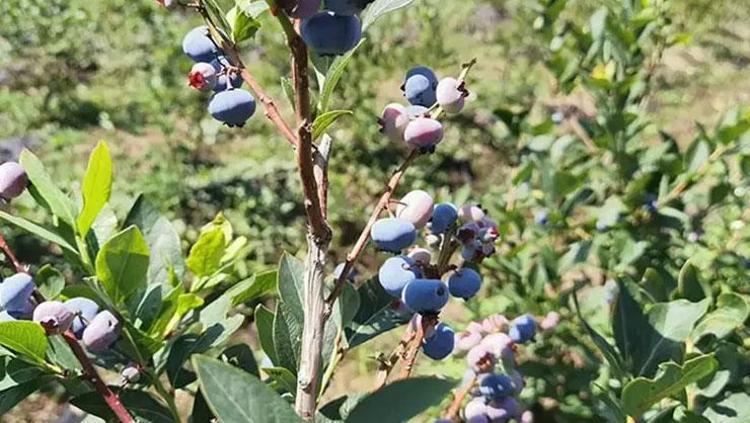 Bursa’dan Hong Kong’a ihraç edildi Avuç avuç yiyen her derdine çare buluyor: C ve K vitamini deposu, beyni fişek gibi çalıştırıyor, tokluk hissini artırıyor