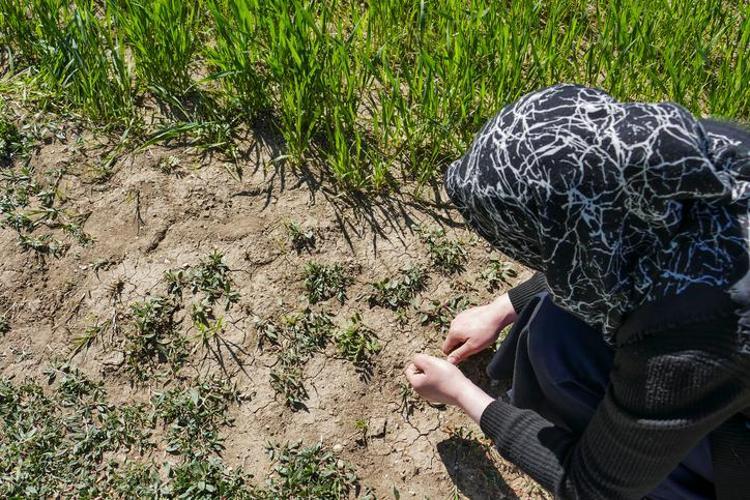 Tıp dünyasına ışık tutan bitki Türkiyede doğal ortamda kendiliğinden yetişiyor, bağırsakları motor gibi çalıştırıyor...