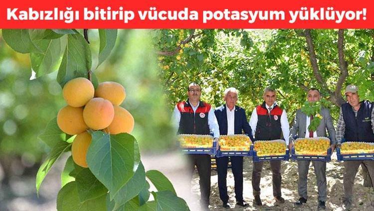 Denizlide hasadı başladı Günde 5-6 tane yemek yetiyor, bağırsakları motor gibi çalıştırıp vücuda demir ve potasyum yüklüyor Doğal tansiyon ilacı