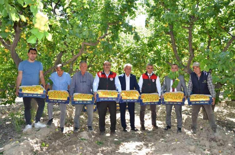 Denizlide hasadı başladı Günde 5-6 tane yemek yetiyor, bağırsakları motor gibi çalıştırıp vücuda demir ve potasyum yüklüyor Doğal tansiyon ilacı