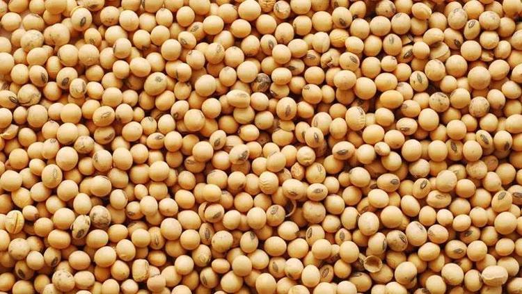 YEMEKLERİN VAZGEÇİLMEZİ: SOYA