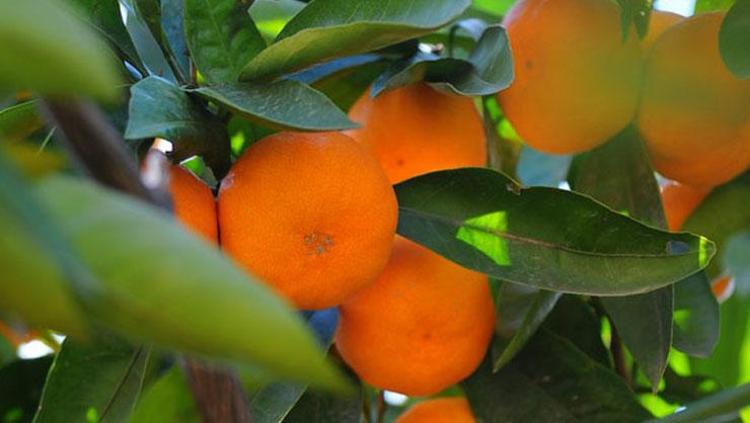 C VİTAMİNİ DEPOLARKEN EGZAMAYI ALEVLENDİREBİLİRSİNİZ