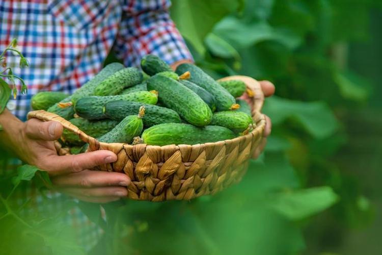 CİLT SAĞLIĞINI GELİŞTİRİR