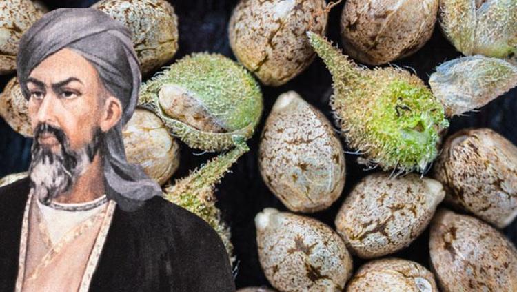 Boya değil bitkisel yağ Beyaz saçları 1 gecede özüne döndüren İbn-i Sina önerisi