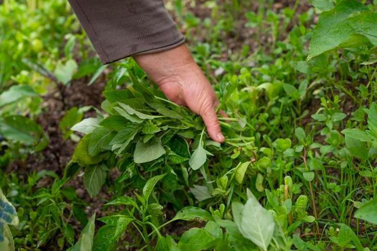 Türkiyede değeri bilinmiyor Yoğurda katıp kaşık kaşık yiyin, dünyanın en zengin magnezyum kaynağı Kansere kalkan oluyor, doğanın C vitamini kralı