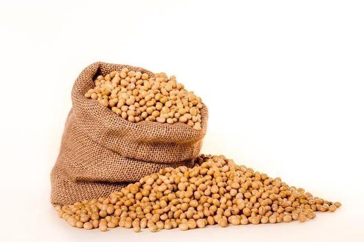 Japonlar kaşık kaşık yiyor Protein bombası, yiyenin ömrünü 10 yıl uzatıyor Doğadaki güçlü D vitamini kralı