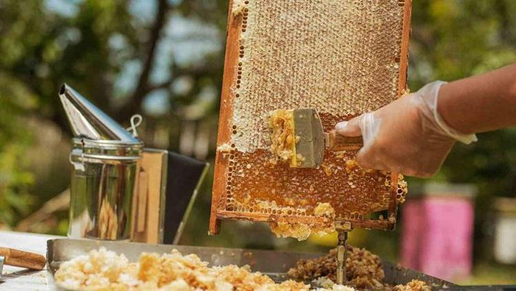 Balın içerisine ekleyip sabah akşam tüketin O hastalığın şifası 2 malzemede saklı: Dünyanın en güçlü antioksidan kaynağı, proteini zirve yaptırıyor, etkisin 10 kata çıkarıyor