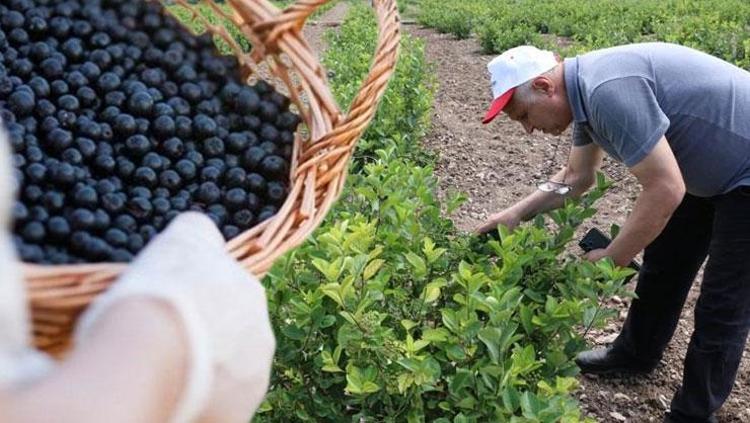 Erzincanın yeni gözdesi Türkiyede git gide popüler oldu, halk arasında ona Süper meyve diyorlar: Vücuda enfeksiyon girmesine izin vermiyor