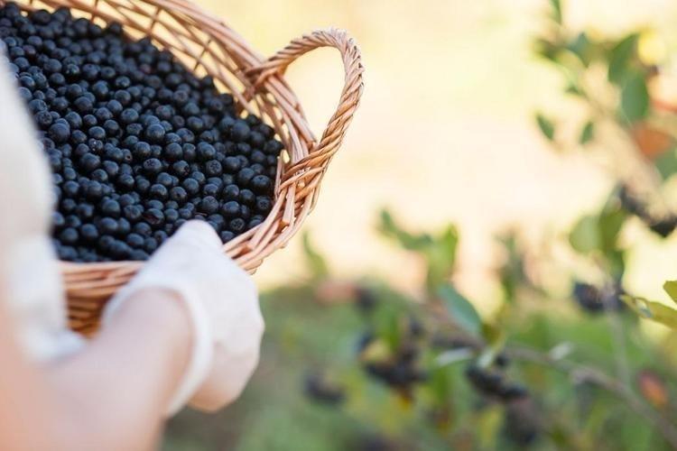 Erzincanın yeni gözdesi Türkiyede git gide popüler oldu, halk arasında ona Süper meyve diyorlar: Vücuda enfeksiyon girmesine izin vermiyor