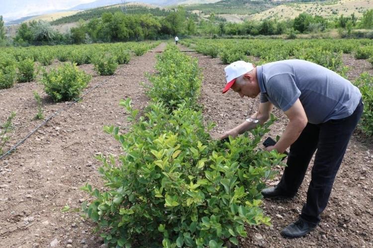Erzincanın yeni gözdesi Türkiyede git gide popüler oldu, halk arasında ona Süper meyve diyorlar: Vücuda enfeksiyon girmesine izin vermiyor