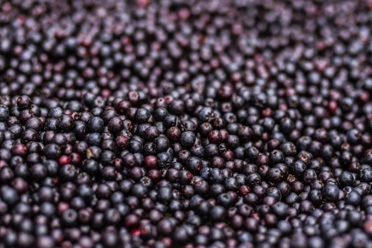 Erzincanın yeni gözdesi Türkiyede git gide popüler oldu, halk arasında ona Süper meyve diyorlar: Vücuda enfeksiyon girmesine izin vermiyor