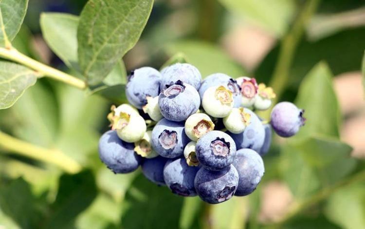 Edirnede mavi yemiş hasadı başladı Kilosu 300 TLden başlıyor: Dünyanın en zengin antioksidanı, kolesterolü damardan kazıyor