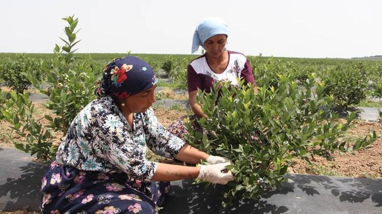 Edirnede mavi yemiş hasadı başladı Kilosu 300 TLden başlıyor: Dünyanın en zengin antioksidanı, kolesterolü damardan kazıyor
