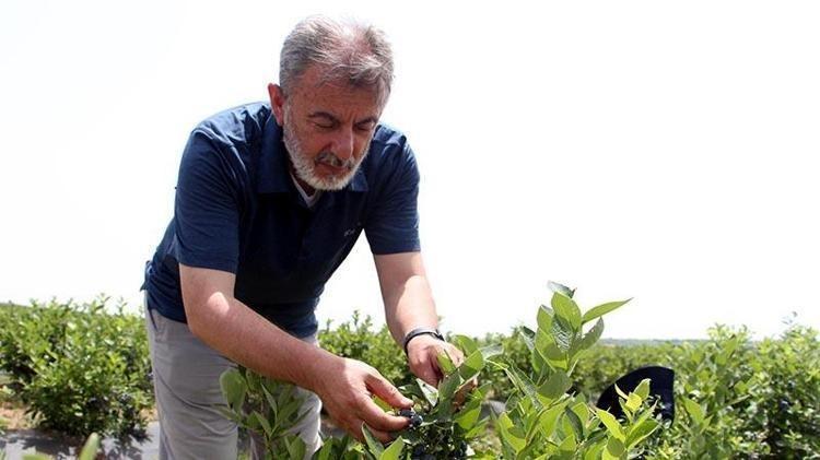 Edirnede mavi yemiş hasadı başladı Kilosu 300 TLden başlıyor: Dünyanın en zengin antioksidanı, kolesterolü damardan kazıyor