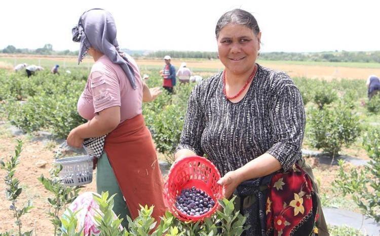 TIBBİ DEĞERİ ÇOK YÜKSEK BİTKİLER