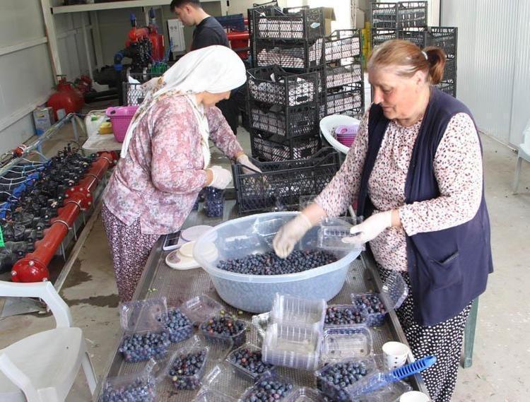 Edirnede mavi yemiş hasadı başladı Kilosu 300 TLden başlıyor: Dünyanın en zengin antioksidanı, kolesterolü damardan kazıyor