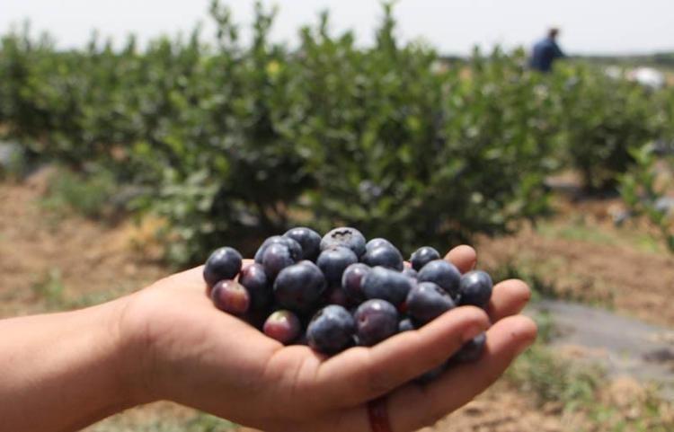 Edirnede mavi yemiş hasadı başladı Kilosu 300 TLden başlıyor: Dünyanın en zengin antioksidanı, kolesterolü damardan kazıyor