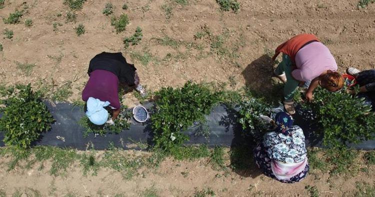 TALEBE YETİŞEMİYORUZ