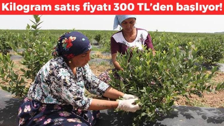 Edirnede mavi yemiş hasadı başladı Kilosu 300 TLden başlıyor: Dünyanın en zengin antioksidanı, kolesterolü damardan kazıyor