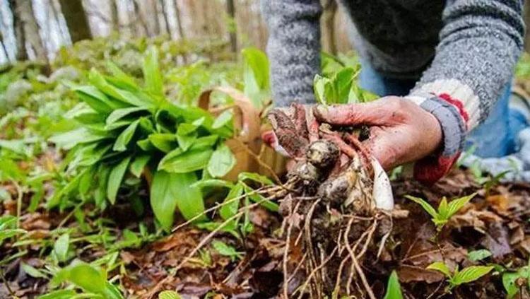 Halk arasında ‘ıspıt otu’ olarak da biliniyor Kilosu 200 TL’den satılıyor: Yumurtanın içine karıştırıp tabak tabak yiyin, kabızlığın kökünü kazıyor