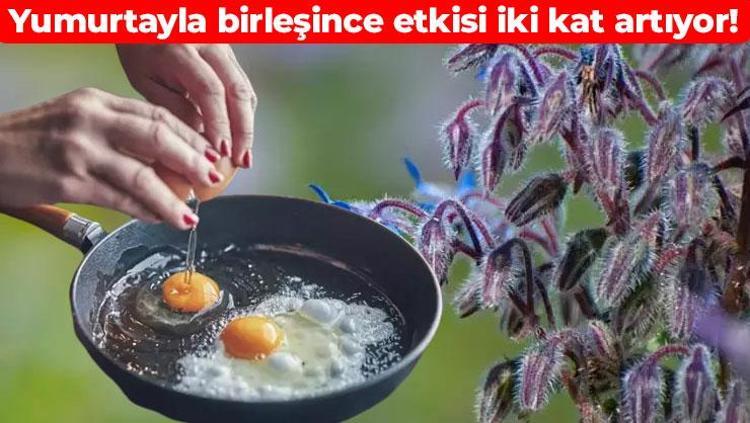 Halk arasında ‘ıspıt otu’ olarak da biliniyor Kilosu 200 TL’den satılıyor: Yumurtanın içine karıştırıp tabak tabak yiyin, kabızlığın kökünü kazıyor