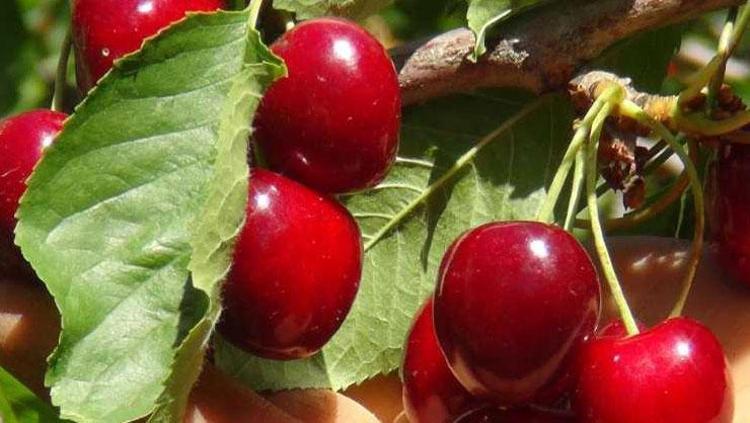 KAHVALTI SOFRALARINDAN EKSİK ETMEYECEĞİNİZ KİRAZ REÇELİ TARİFİ