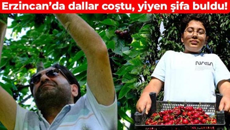 Erzincan’da çiftçinin yüzünü güldürdü Her mutfakta var ama asıl kıymeti bilinmiyor: Yaşlanmayı frenliyor, kalbi gencecik yapıyor, kabızlığın kökünü kazıyor