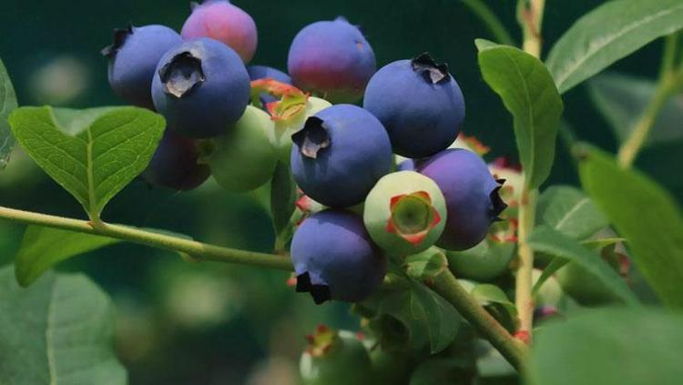 KİLOSU 250 TL’DEN SATILIYOR