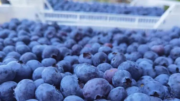 VİTAMİN AÇISINDAN DA ZENGİN