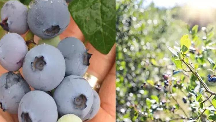 TOKLUK HİSSİ VEREREK KİLO VERMEYE YARDIMCI OLUYOR