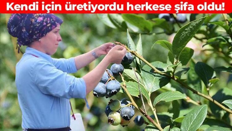 Halk arasında ‘mavi yemiş’ olarak biliniyor Altın gibi tartılarak satılıyor: Dünyanın en güçlü C vitamini kaynağı, iltihabın kökünü kazıyor, avuç avuç yiyince beyni gencecik yapıyor