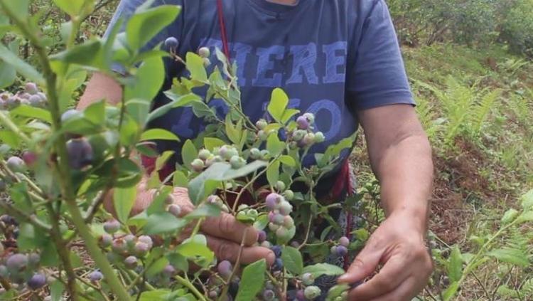 ELEKTRİK MÜHENDİSİYDİ ÇİTFÇİLİĞE YÖNELDİ