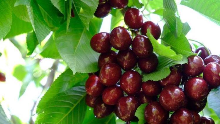 Kahramanmaraş’ta alımına başlandı Bahçede 27.5, markette 60 TL: Kompostosunu yapıp bardak bardak içince vücuda vitamin yüklüyor, değeri bilinmiyor ama tam bir potasyum deposu