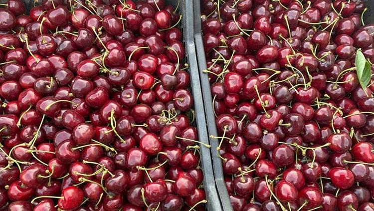 43 yıllık geçim kaynağında hasat başladı Kilosu 35 TL: Vücudu potasyuma boğup kolesterolü sıfırlıyor, doğal tansiyon ilacı