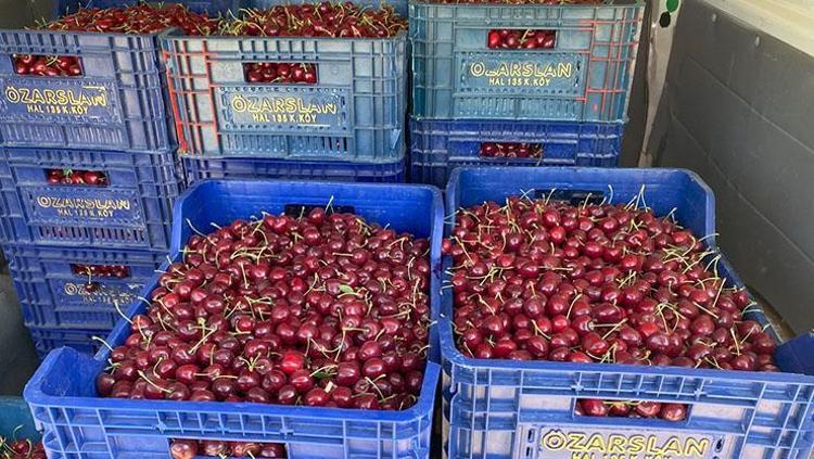 43 yıllık geçim kaynağında hasat başladı Kilosu 35 TL: Vücudu potasyuma boğup kolesterolü sıfırlıyor, doğal tansiyon ilacı