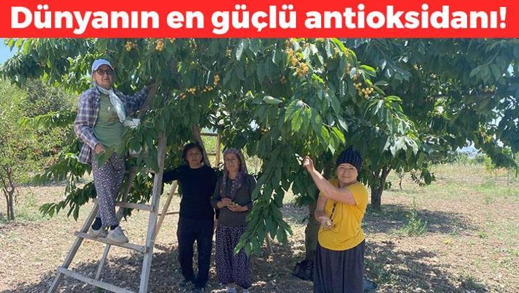 43 yıllık geçim kaynağında hasat başladı Kilosu 35 TL: Vücudu potasyuma boğup kolesterolü sıfırlıyor, doğal tansiyon ilacı
