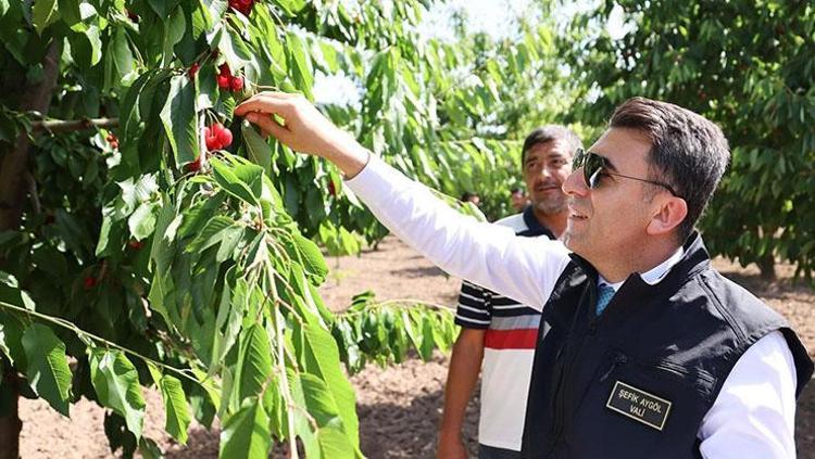 43 yıllık geçim kaynağında hasat başladı Kilosu 35 TL: Vücudu potasyuma boğup kolesterolü sıfırlıyor, doğal tansiyon ilacı