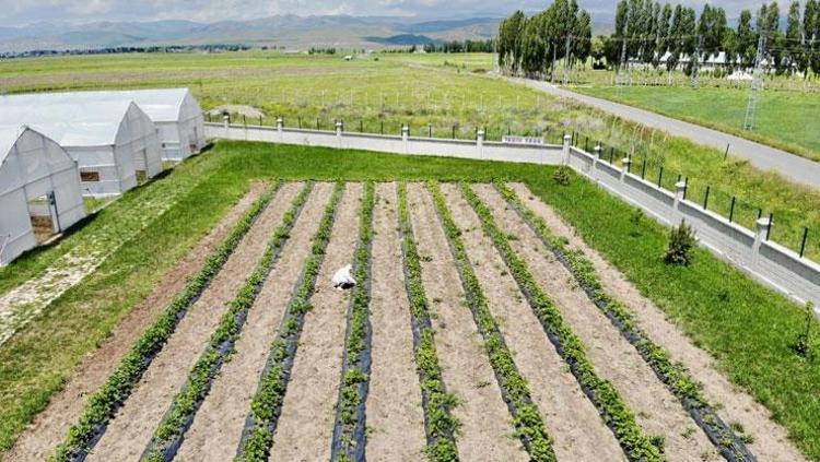 Bu topraklarda yetişmez diyenleri adeta şaşkına çevirdi Ağrı’nın o meyvesi üretimde zirve yaptı: Avuç avuç yiyince kabızlığın kökünü kazıyor, kolesterolü terazi gibi dengeliyor, potasyum depolarını fullüyor