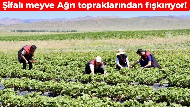 Bu topraklarda yetişmez diyenleri adeta şaşkına çevirdi Ağrı’nın o meyvesi üretimde zirve yaptı: Avuç avuç yiyince kabızlığın kökünü kazıyor, kolesterolü terazi gibi dengeliyor, potasyum depolarını fullüyor
