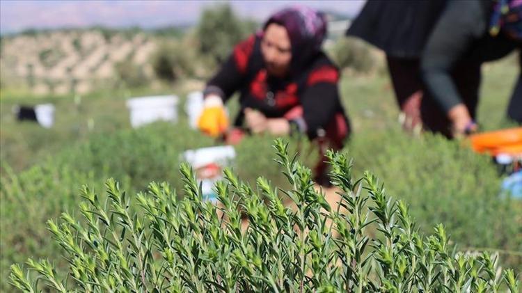KEKİK ÇAYI NASIL YAPILIR