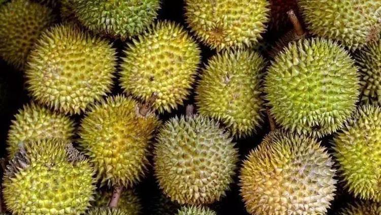 Kokusunu duyan tüketmek istemiyor ama şifa deposu Asyalıların uzun yaşam sırrı keşfedildi: Vücuda anında C vitamini, potasyum, B vitamini ve demir yüklüyor