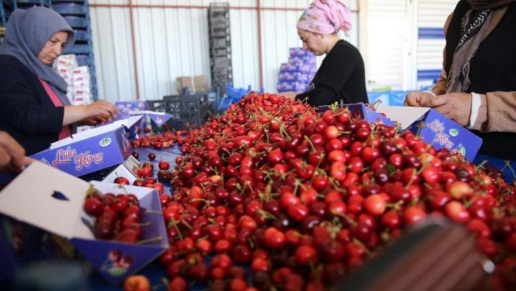 Türkiye’den dünyaya kilo kilo satılıyor İhracatı 5’e katlıyor: Ağrıları bıçak gibi kesen doğal ağrı kesici, iltihabın kökünü kurutuyor